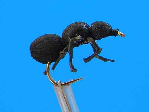 J. PARKER - BLACK ANT