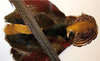 VENIARD - GOLDEN PHEASANT COMPLETE SKIN WHIT HEAD, BODY AND TAIL