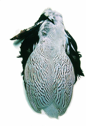 VENIARD - SILVER PHEASANT BODY SKIN WITHOUT TAIL 2ND QUALITY - FAGIANO ARGENTATO